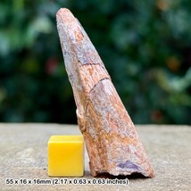 RARE 2&quot; Spinosaurus Dinosaur Tooth Fossil – Kem Kem Beds, Cretaceous – M... - $36.50