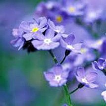 Forget Me Not 100+ Seeds Newly Harvested, Beautiful Abundant Blooms - £6.72 GBP