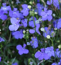 50 Lobelia Regatta Blue Trailing Seeds Perennial Flower - £14.30 GBP