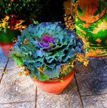 Real New Flower Bonsai,Very Easy Plant,Mini Garden Flores,Crown Kale plantas Org - £3.98 GBP