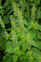 Chia Seeds Herb Salvia Hispanica Fresh Fast Shipping - $3.98