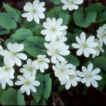 3 Twin Leaf Plants Bare Roots Jeffersonia Diphylla Wildflower Organic Bu... - $12.80