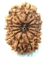 13 Mukhi Rudraksha / Collector Size Thirteen Face Rudraksh - Nepal - Cer... - $379.61 CAD