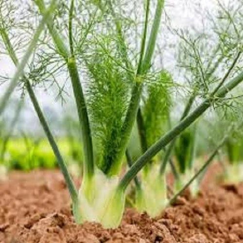 Florence Fennel Organic Seed US Fast Shipping - $37.06 MXN