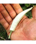 Abelmoschus Esculentus White Fruit White Velvet Okra Ladies 10 Seeds Fas... - $33.71 CAD
