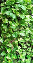 Golden Queen Pothos Vine - Devil&#39;s Ivy Snake Plant - House - Easy Care C... - £3.94 GBP