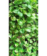 Golden Queen Pothos Vine - Devil&#39;s Ivy Snake Plant - House - Easy Care C... - $6.93 CAD