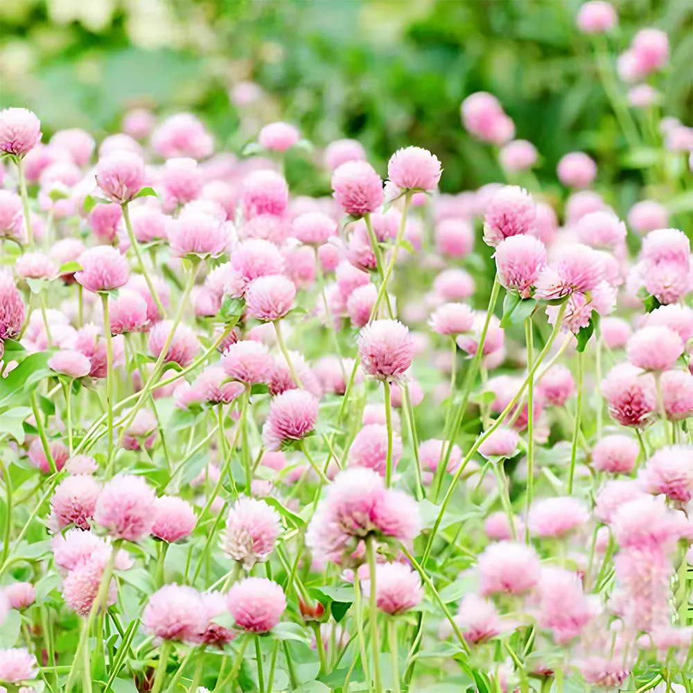 From US 200 PINKY PINK Radiant Gomphrena Globosa Varieties Approx. 50cm -Non GMO - £6.23 GBP