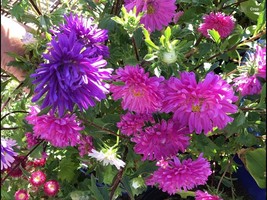 2 For 1 +Aster Crego Giant Peony 200+ Seeds+Free Seed Offer+Return Bonus - £5.52 GBP