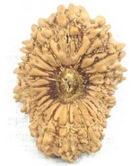 20 Mukhi Rudraksha - Nepal Bead - Collector Size - 28.80 ... - $9,622.96