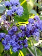 JGBOS Sell 50 Seeds Blue Mistflower Conoclinium Coelestinum - £6.83 GBP