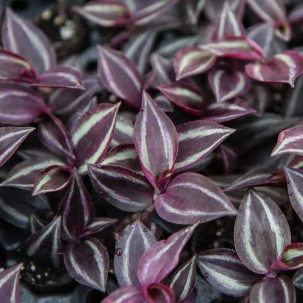 3 Fresh Cuttings 7” Wandering Jew Copper &quot;Red Gem&quot; Tradescantia Zebrina - $23.98