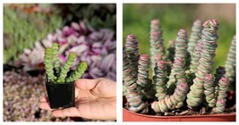 2&quot; Baby Necklace String of Button Succulent Crassula Marnieriana Live Plant - $30.99
