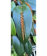 Pleurothallis truncata orchid, Rare orchids in pot blooming stage - $36.63
