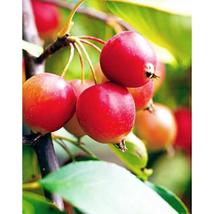 25+ Callaway Crabapple Seeds – Ornamental Flowering Tree - $16.50