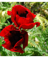 1000 Red Oriental Poppy Seeds – Perennial Flowers for Garden Planting - $299.48 MXN