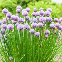 Chives Seeds 300+ Onion Herb Vegetable Garden Seller - $11.05 CAD