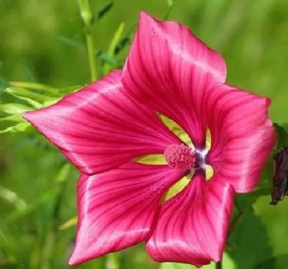 50 Rose Mallow Lavatera Thuringiaca Long Lasting Flower Seeds New Fresh Seeds - £16.73 GBP