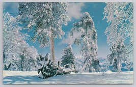 Snow-Covered Trees Winter Wonderland Colorado Springs Colorado Vintage Postcard - $14.45
