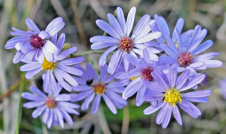 Semilir 100 Sky Blue Aster Seeds Perennial Native Wildflower Vegetable S... - £7.33 GBP