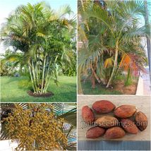 Dypsis Lutescens Seeds 100 Und Areca Palm Tree Butterfly Plant Rare Exot... - $12.00