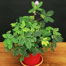 Sensitive plant, Mimosa pudica sleepy bush fern bonsai powder puff seed 20 seeds - £7.98 GBP