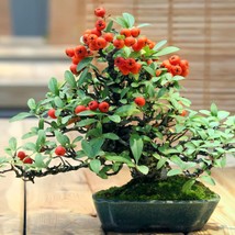 New Seeds Firethorn Pyracantha Rogersiana Seeds 20 Pcs. Grow Lush Greenery With  - £6.57 GBP