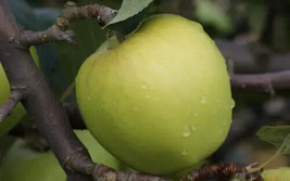 25+ Morgan Sweet Apple Seeds for Garden Planting  - £6.89 GBP