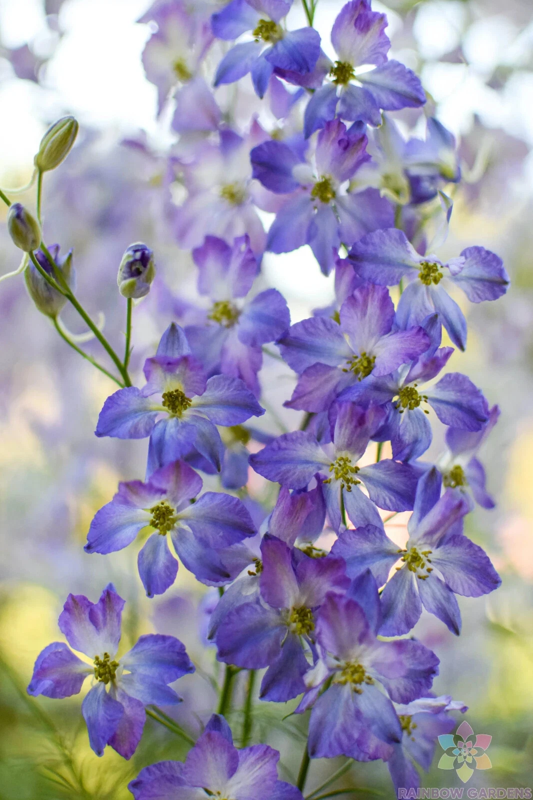 200 Frosted Skies Delphinium Seeds Planting Fresh Seeds - $9.86