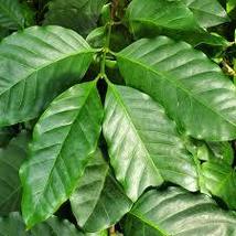 Daun Kopi / Coffee arabica L. Leaf (Powder), 80 Gram - $17.05