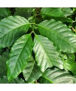 Daun Kopi / Coffee arabica L. Leaf (Powder), 80 Gram - $313.29 MXN