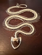 Real Animal Skull - Professional Taxidermy Snake Skeleton for Education &amp; Gifts - $74.80