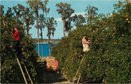 Chrome FL Postcard N531 Men Picking Oranges in Florida Citrus Grove Lake - $3.47