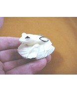 TNE-FROG-529-B) white FROG on leaf amphibian TAGUA NUT Figurine frogs - $54.37 CAD