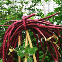 Heirloom Red Long Cowpea Vegetable Seeds 15 Seeds Pack Beautiful - £9.74 GBP