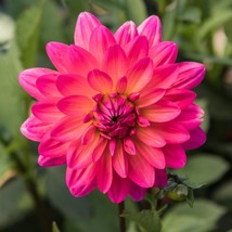 25 Karisha Dahlia Perennial Flowers Seeds Flowering seeds Bloom Fresh Ga... - $163.98 MXN