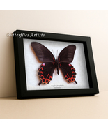 Giant Swallowtail Papilio Deiphobus Real Butterfly Framed Entomology Sha... - €64,34 EUR