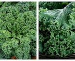 1600 Seeds Kale Blue Curled Scotch Vates Microgreens Fresh Garden - $36.93