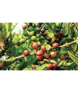 KKG Coffea Liberica Liberian Coffee Seeds Fresh Garden - €10,40 EUR