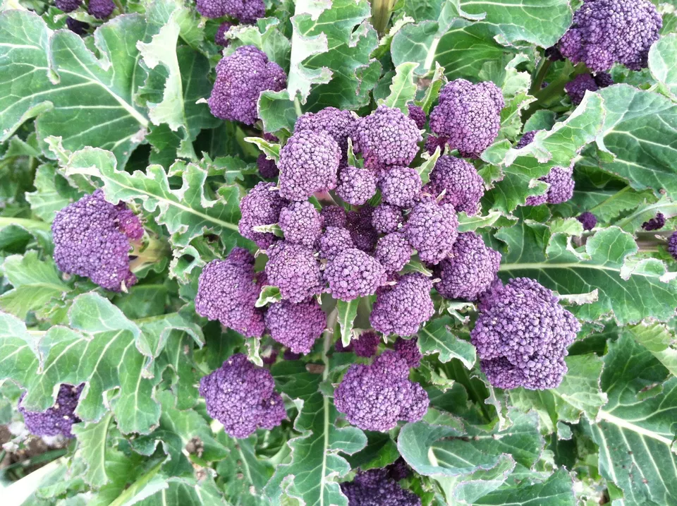 BStore 301 Purple Sprouting Broccoli Organic Heirloom Seeds Starter Kits - £7.15 GBP