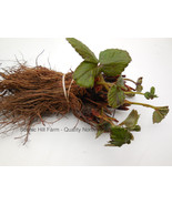 1500 strawberry plants- Full Cartoons - Fall Planting Sale -  35 Cents P... - $9,554.21 MXN