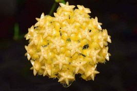 Live Plant HOYA MINDORENSIS &#39;Wax Plant&#39;, Outdoor &amp; Indoor Plant, Houseplant - $28.95