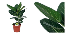 Audrey Indian Banyon Fig Tree - Ficus benghalensis - Easy to Grow - 6&quot; Pot - C2 - £70.49 GBP