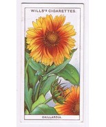 Wills Cigarette Card Garden Flowers #20 Gaillardia - £0.77 GBP