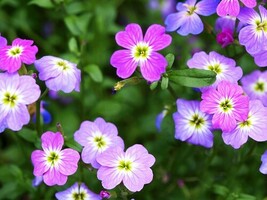 MBK 2700 Seeds Stock Virginia Groco Fresh Garden - $8.79