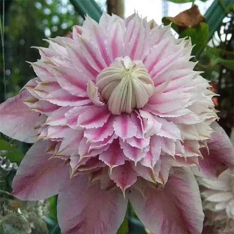 20 Seeds White Fuchsia Clematis Rare Flower Exotic Vine 23 Bush Plant Se... - $18.99