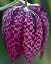 Yuga89 Store Fritillaria meleagris Snakes Head Fritillary Checkered Lily 10 Seed - £12.33 GBP