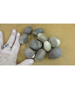 tn-25) 10 small natural Tagua Nut whole nuts for craft Carving Dried pla... - $37.85 CAD