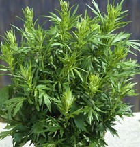 Mugwort 500+Seeds(Artemisia vulgaris)Medicinal Culinary Perennial Herb - £8.55 GBP