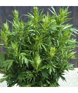 Mugwort 500+Seeds(Artemisia vulgaris)Medicinal Culinary Perennial Herb - £8.41 GBP